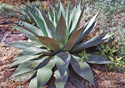 Agave huachucaensis